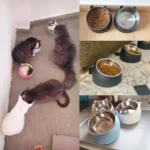 Premium Stainless Steel Cat & Dog Bowls - Non Slip Base for Food & Water - Image 7