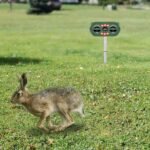 Solar Ultrasonic Animal Repeller Motion Sensor - Image 13